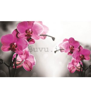 Fotomurale: Orchidea su sfondo grigio - 184x254 cm
