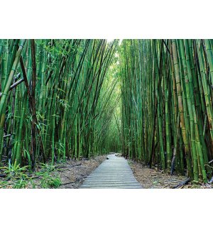 Fotomurale in TNT: Bosco di bambu (2) - 254x368 cm