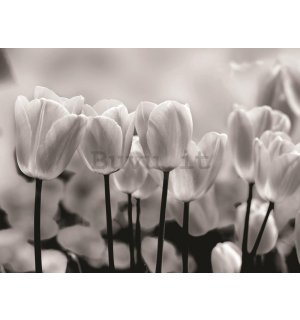 Fotomurale: Tulipani bianchi e neri - 254x368 cm