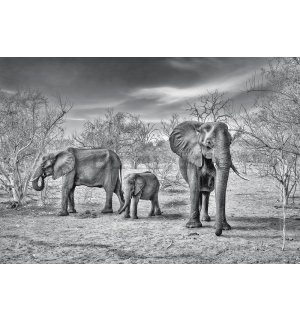 Fotomurale in TNT: Famiglia di elefanti - 254x368 cm