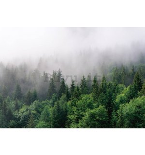 Fotomurale in TNT: Nebbia sulla foresta (2) - 368x254 cm