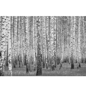 Fotomurale in TNT: Betulle bianche e nere - 152,5x104 cm