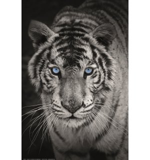 Poster: Tigre bianca (bianco e nero)