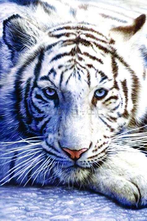 Poster - Tigre bianca