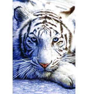 Poster - Tigre bianca