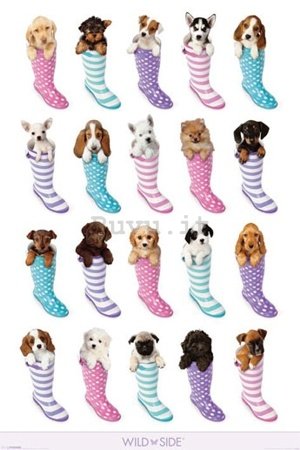 Poster - Cuccioli con gli stivali