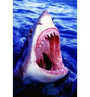 Poster - Grande squalo bianco (1)