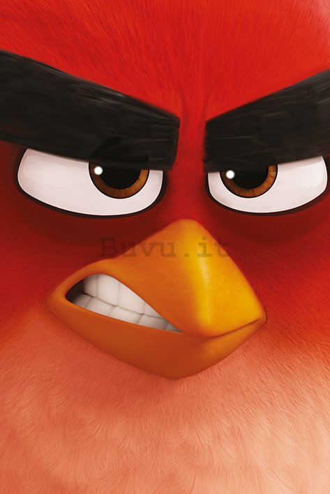 Poster - Angry Birds (1)