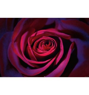 Poster - Rosa viola scuro