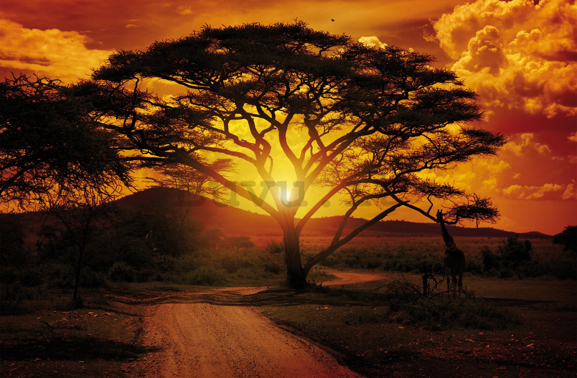 Fotomurale: Tramonto africano - 254x368 cm
