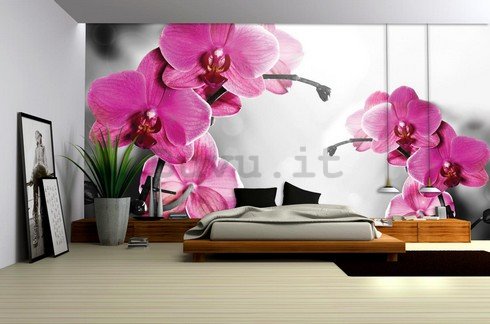 Fotomurale: Orchidea su sfondo grigio - 254x368 cm