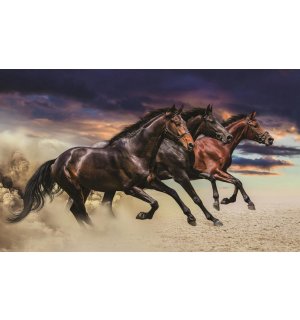 Fotomurale: Cavalli al galoppo - 254x368 cm