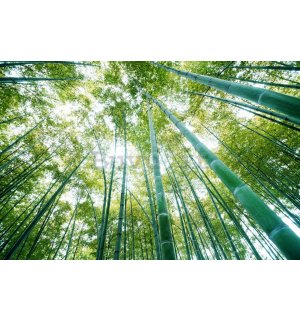 Fotomurale: Bosco di bambu - 254x368 cm