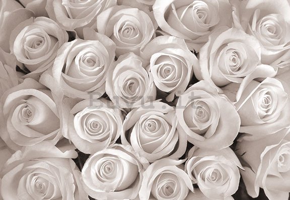 Fotomurale: Rosa bianca - 254x368 cm