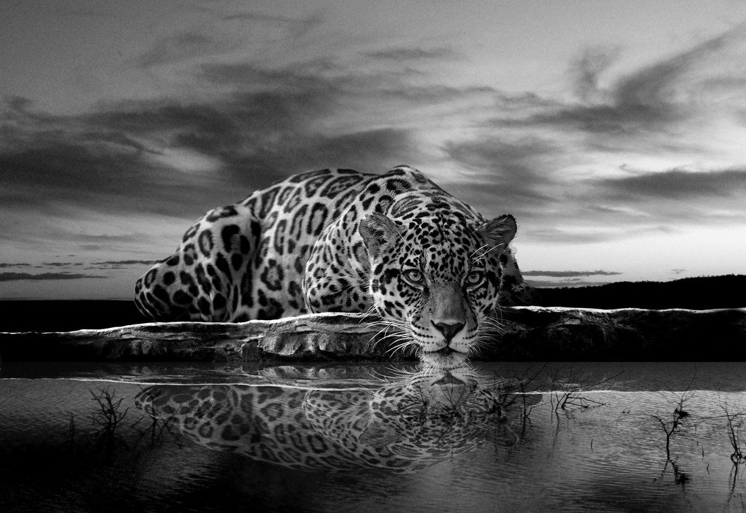 Fotomurale: Giaguaro (bianco e nero) - 254x368 cm