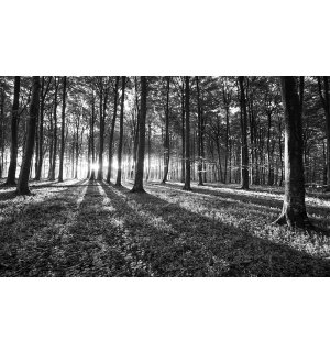 Fotomurale: Bosco in bianco e nero (1) - 254x368 cm