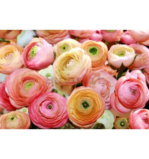 Fotomurale: Rose rosa e arancioni - 254x368 cm