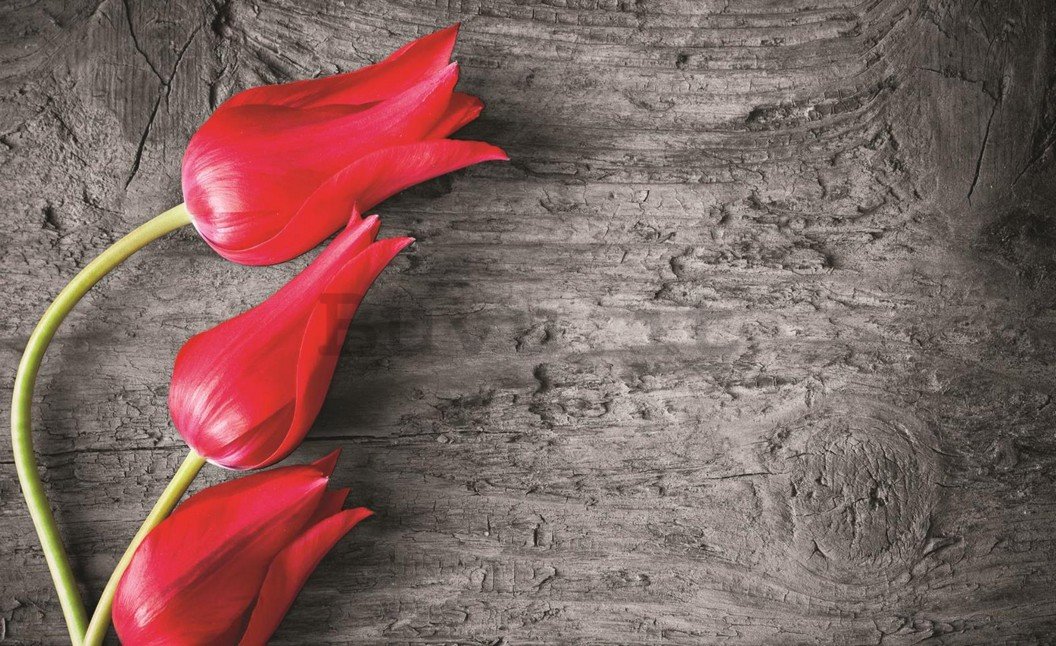 Fotomurale: Tulipani rossi - 254x368 cm