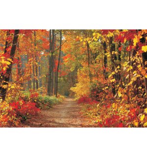 Fotomurale: Bosco in autunno - 254x368 cm