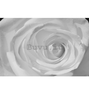 Fotomurale: Rosa bianca (particolare) - 254x368 cm