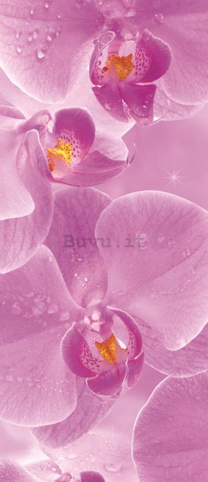 Fotomurale: Orchidee (1) - 211x91 cm