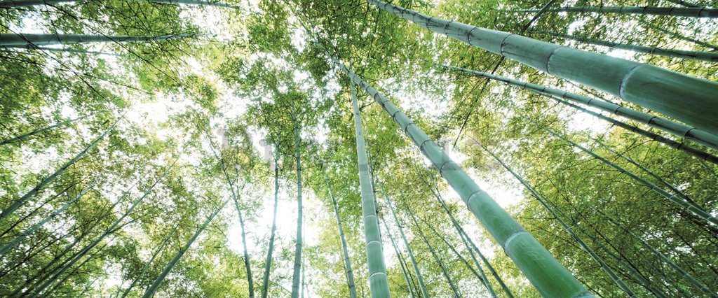 Fotomurale: Bosco di bambu - 104x250 cm