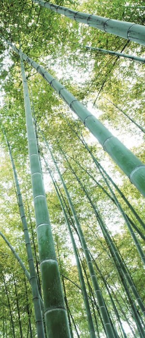 Fotomurale: Bosco di bambu - 211x91 cm