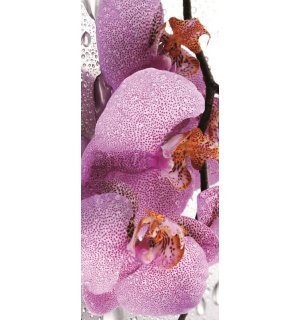 Fotomurale: Orchidea (2) - 211x91 cm