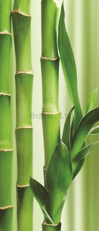 Fotomurale: Bambu - 211x91 cm