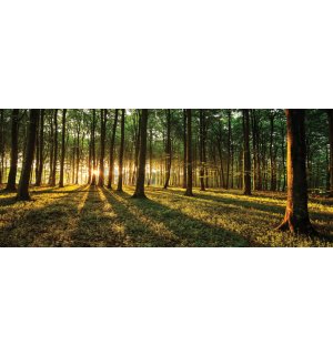 Fotomurale: Tramonto nel bosco - 104x250 cm