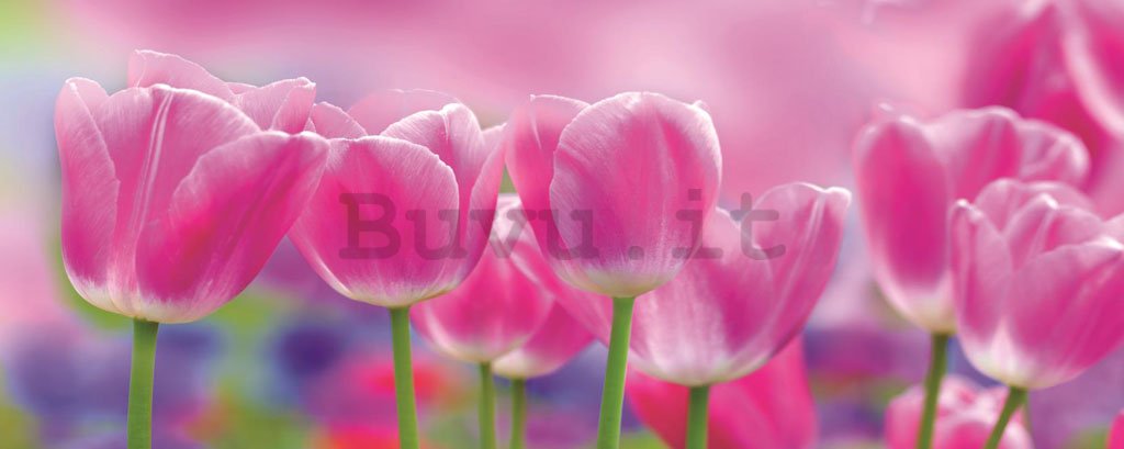 Fotomurale: Tulipani viola - 104x250 cm