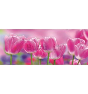 Fotomurale: Tulipani viola - 104x250 cm