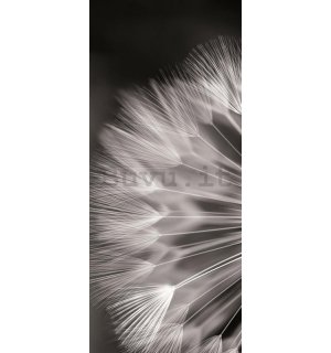 Fotomurale: Dente di leone in bianco e nero - 211x91 cm
