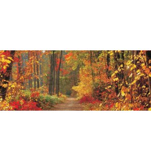 Fotomurale: Bosco in autunno - 104x250 cm