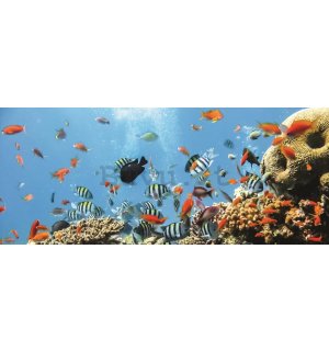 Fotomurale: Barriera corallina - 104x250 cm