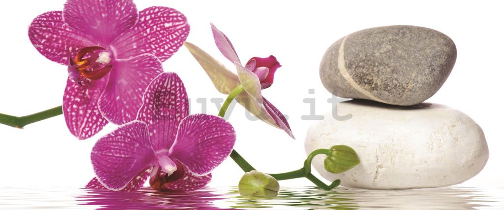 Fotomurale: Orchidea con pietre - 104x250 cm