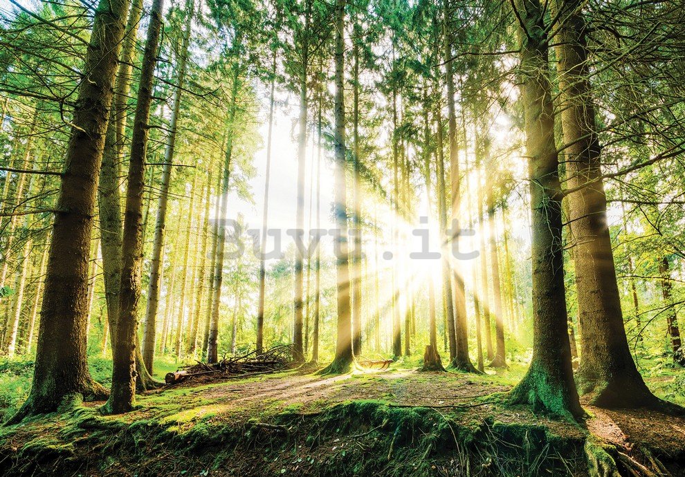 Fotomurale: Sole nel bosco (2) - 254x368 cm