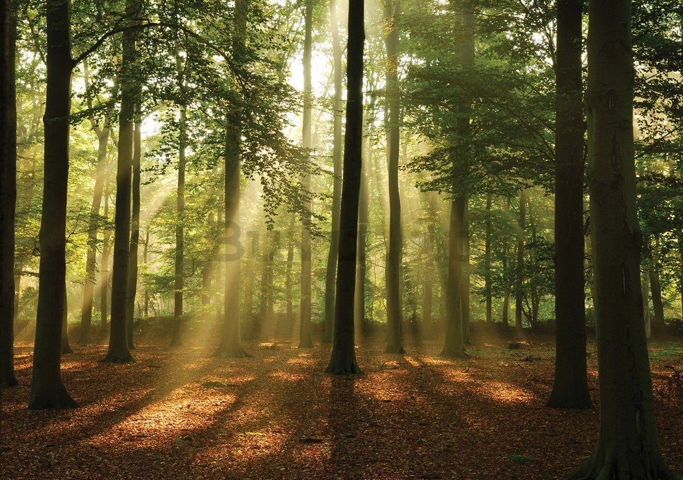Fotomurale: Sole nel bosco (4) - 254x368 cm
