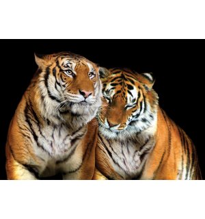Fotomurale: Due tigri - 254x368 cm