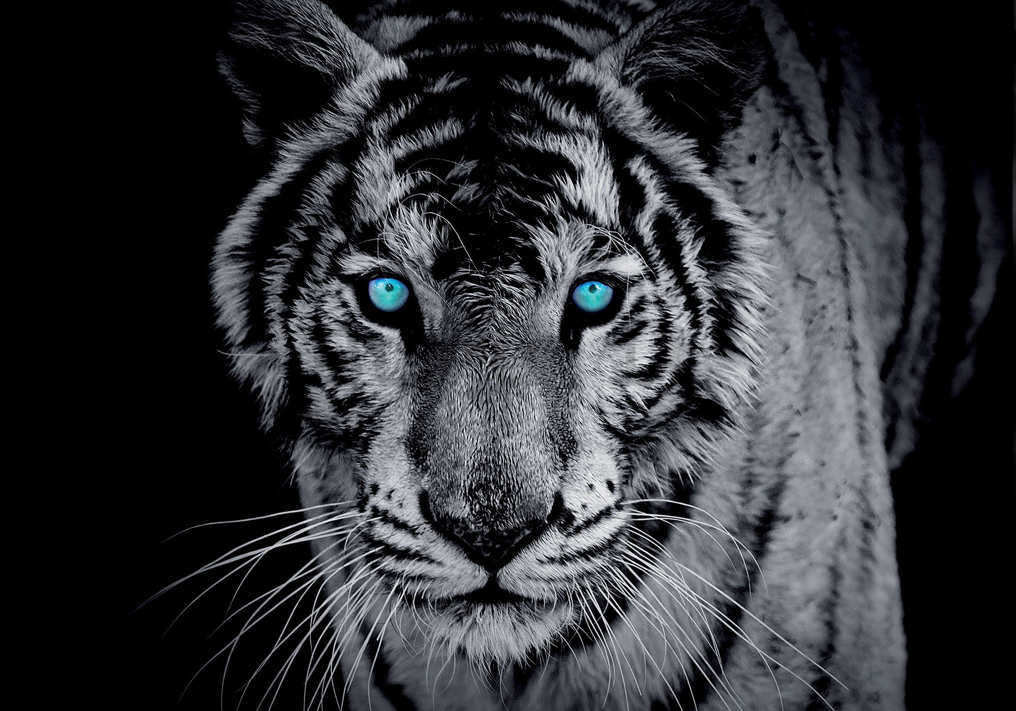 Fotomurale: Tigre in bianco e nero - 254x368 cm