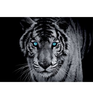 Fotomurale: Tigre in bianco e nero - 184x254 cm