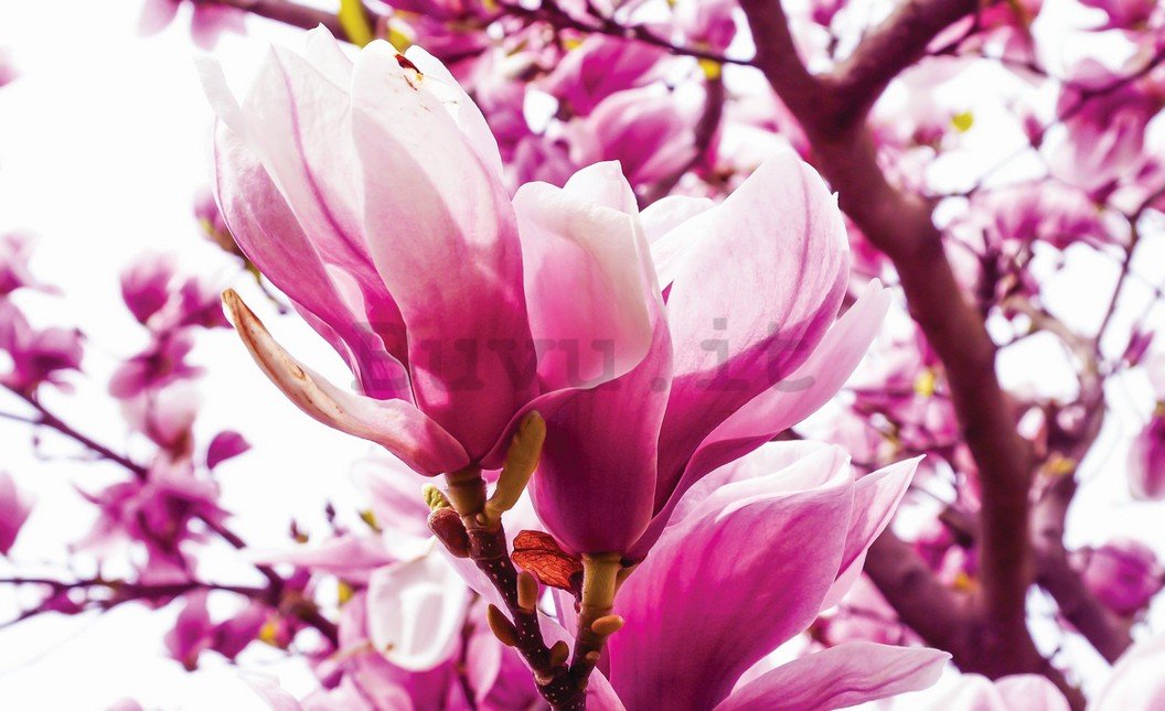 Fotomurale: Magnolia rosa - 184x254 cm