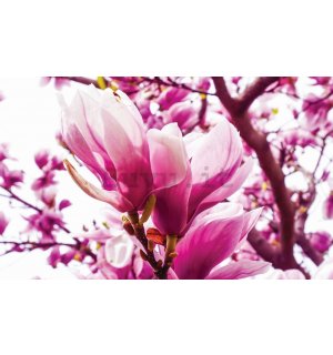 Fotomurale: Magnolia rosa - 184x254 cm