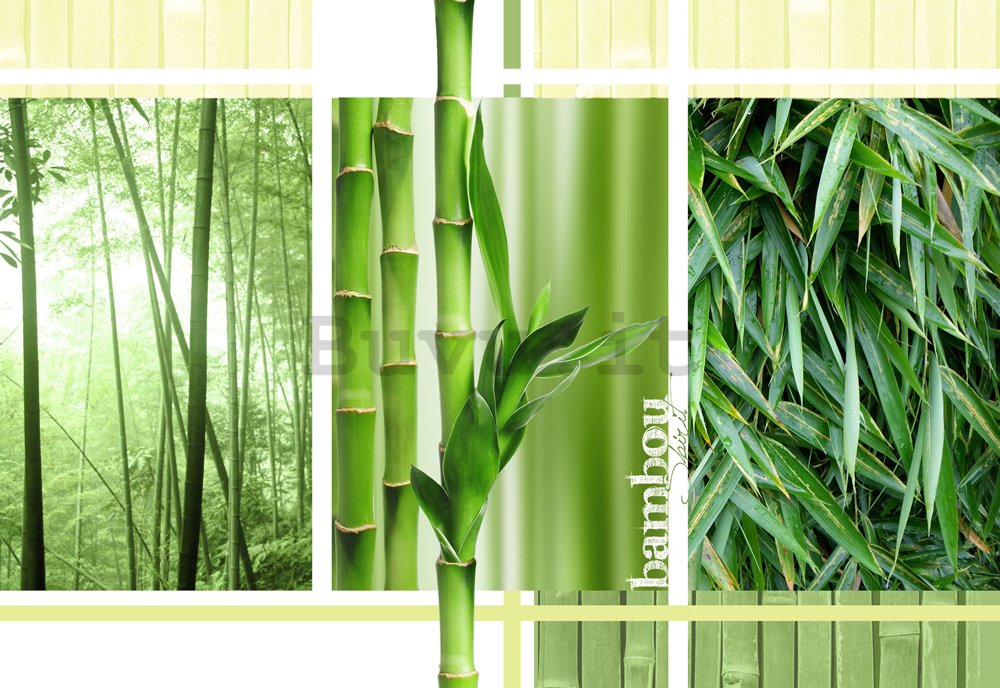 Fotomurale: Bambu - 184x254 cm