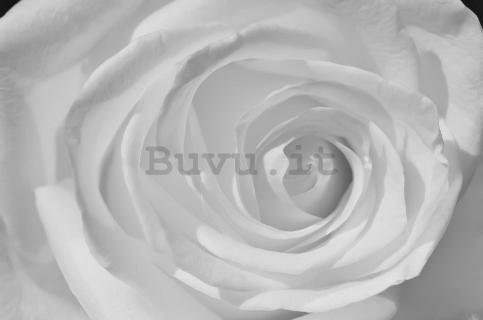 Fotomurale: Rosa bianca (particolare) - 184x254 cm