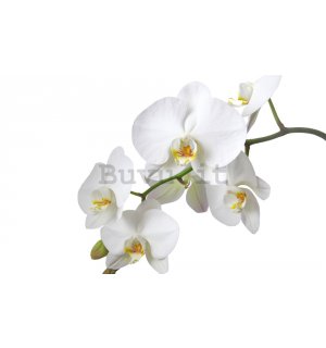 Fotomurale: Orchidea bianca - 184x254 cm