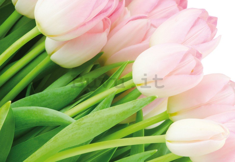 Fotomurale: Bouquet di tulipani - 184x254 cm