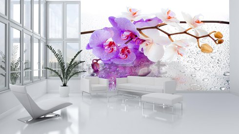 Fotomurale: Orchidea bianco-viola - 184x254 cm