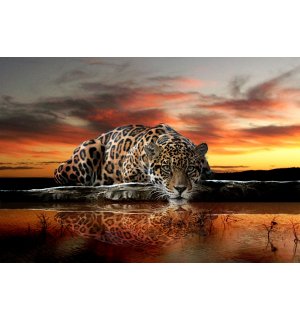 Fotomurale: Giaguaro - 184x254 cm