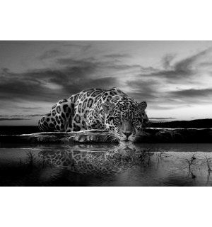 Fotomurale: Giaguaro (bianco e nero) - 184x254 cm